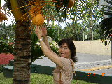 Qiu Min stealing coconuts